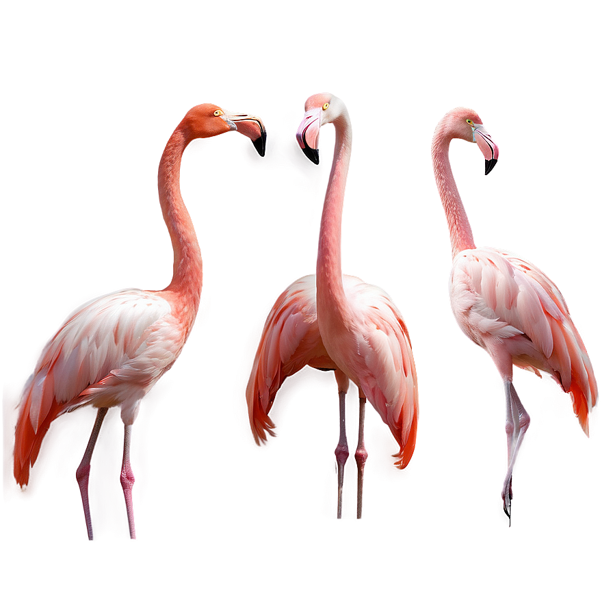 Elegant Flamingo Pose Png Lcw PNG image