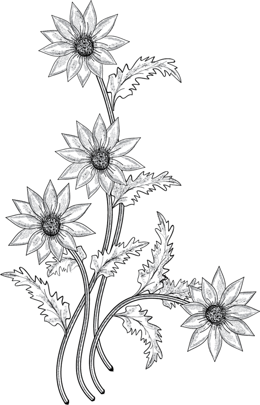 Elegant Floral Sketch Art PNG image