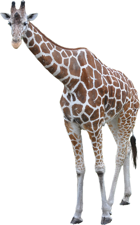 Elegant Giraffe Standing PNG image