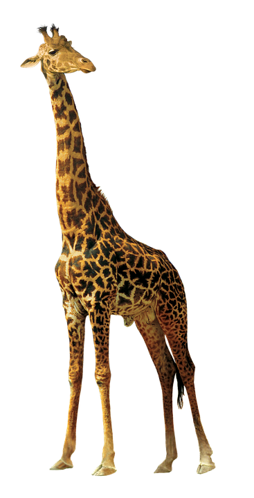 Elegant Giraffe Standing Tall PNG image