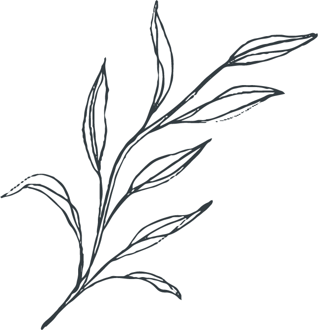 Elegant Grass Flower Sketch PNG image
