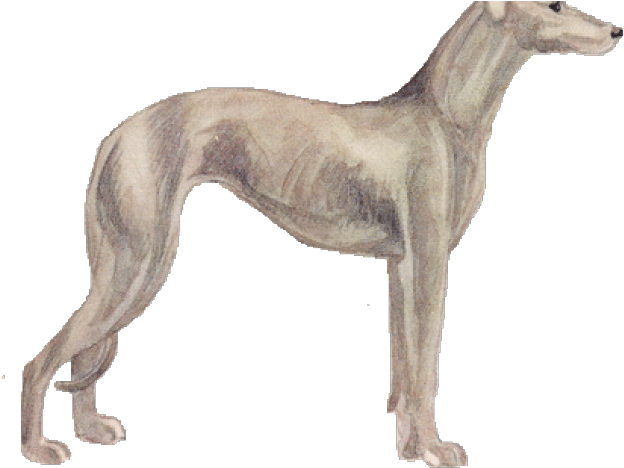 Elegant Greyhound Standing PNG image