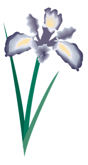 Elegant Iris Vector Art PNG image