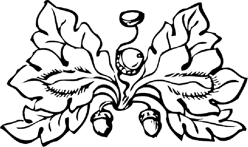 Elegant Leaf Design Outline PNG image