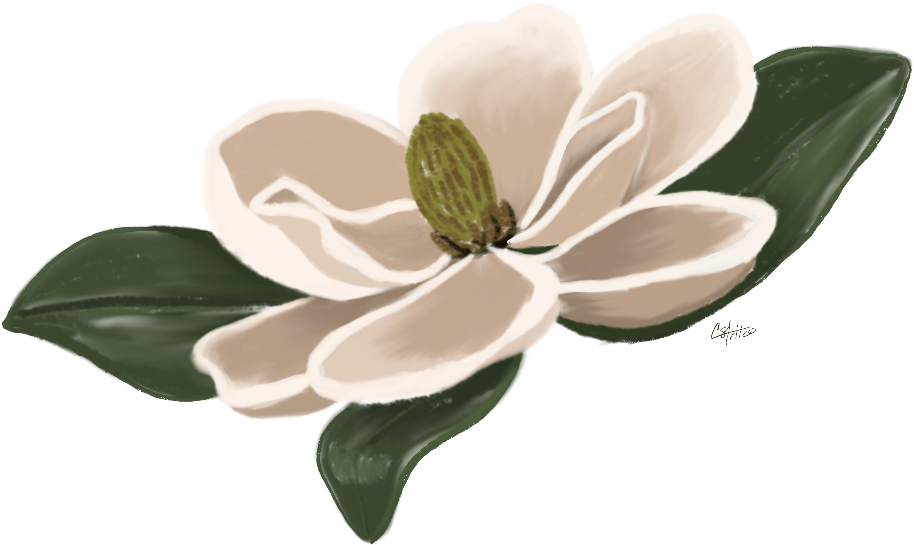 Elegant Magnolia Illustration PNG image