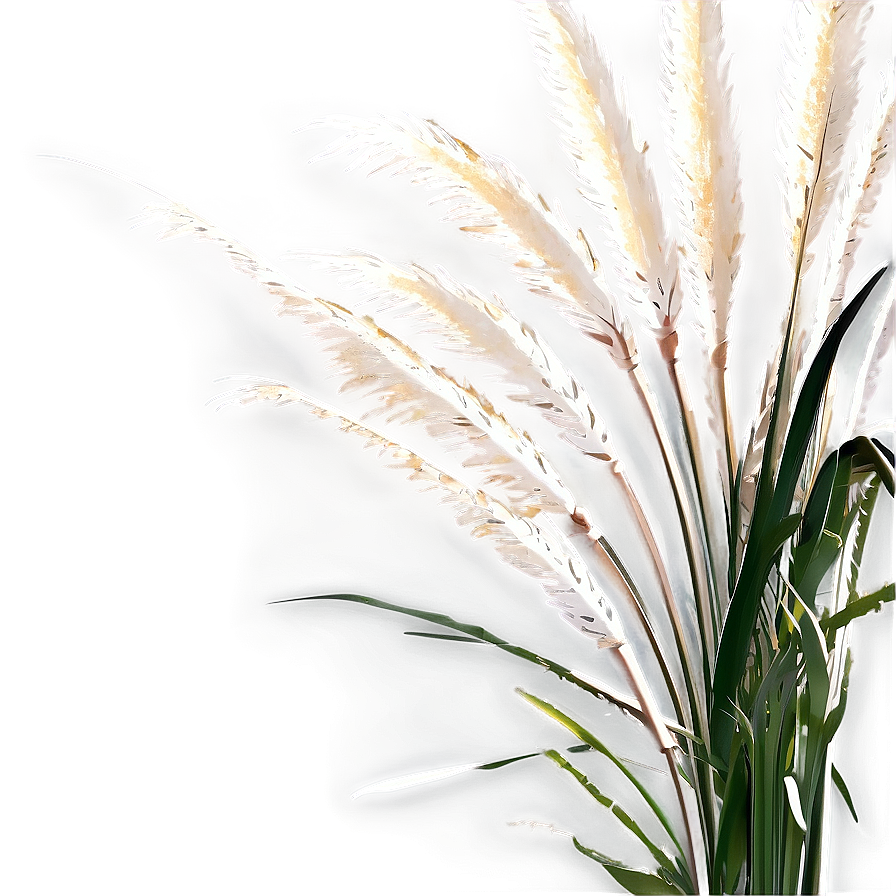 Elegant Pampas Grass Png 06122024 PNG image