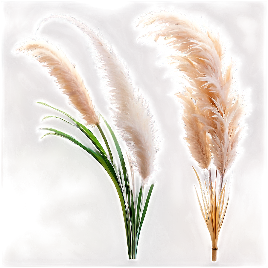 Elegant Pampas Grass Png Lub67 PNG image