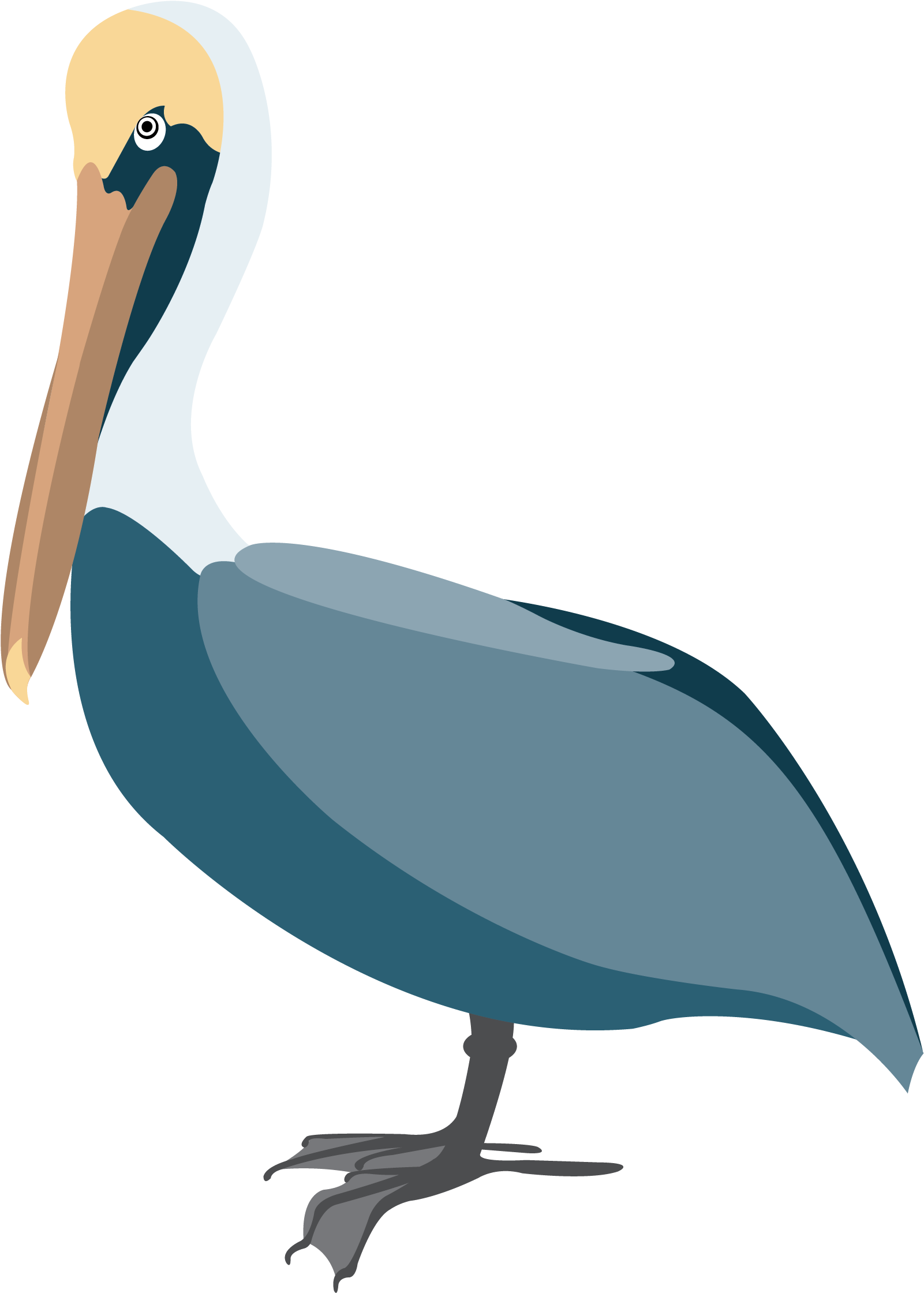 Elegant Pelican Vector Illustration PNG image