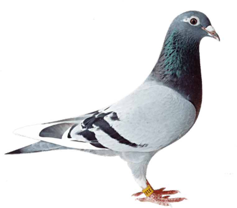 Elegant Pigeon Profile PNG image