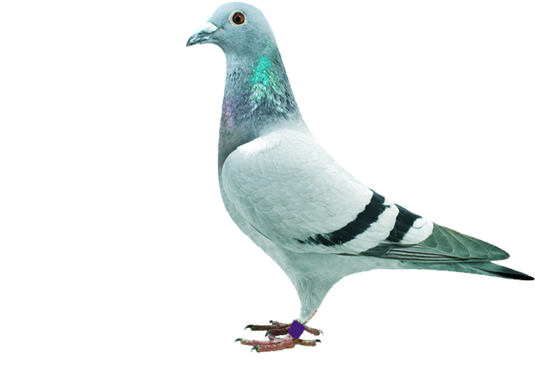 Elegant Pigeon Standing PNG image