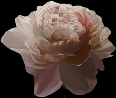 Elegant Pink Peony Flower PNG image