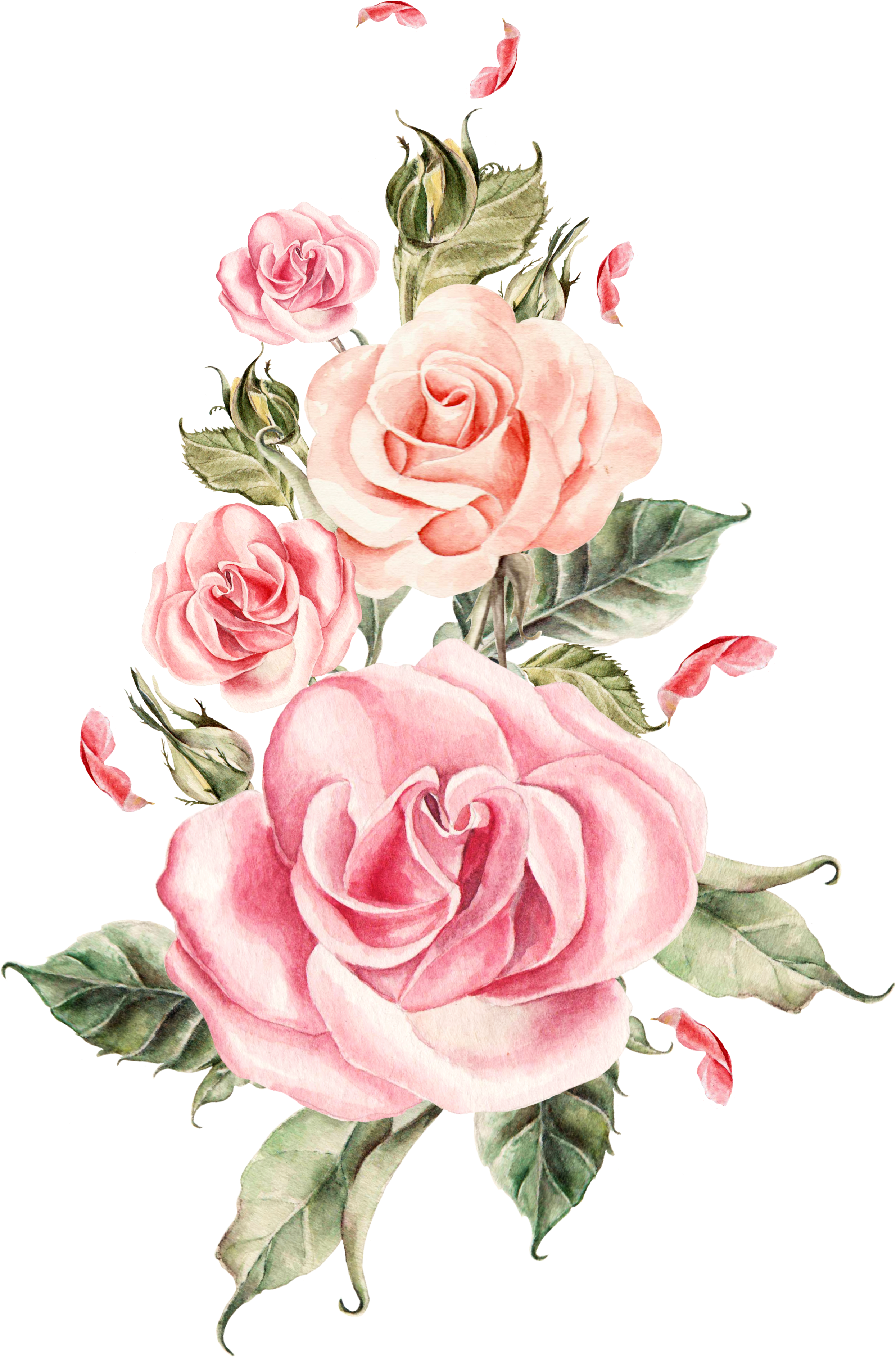 Elegant_ Pink_ Roses_ Artwork PNG image