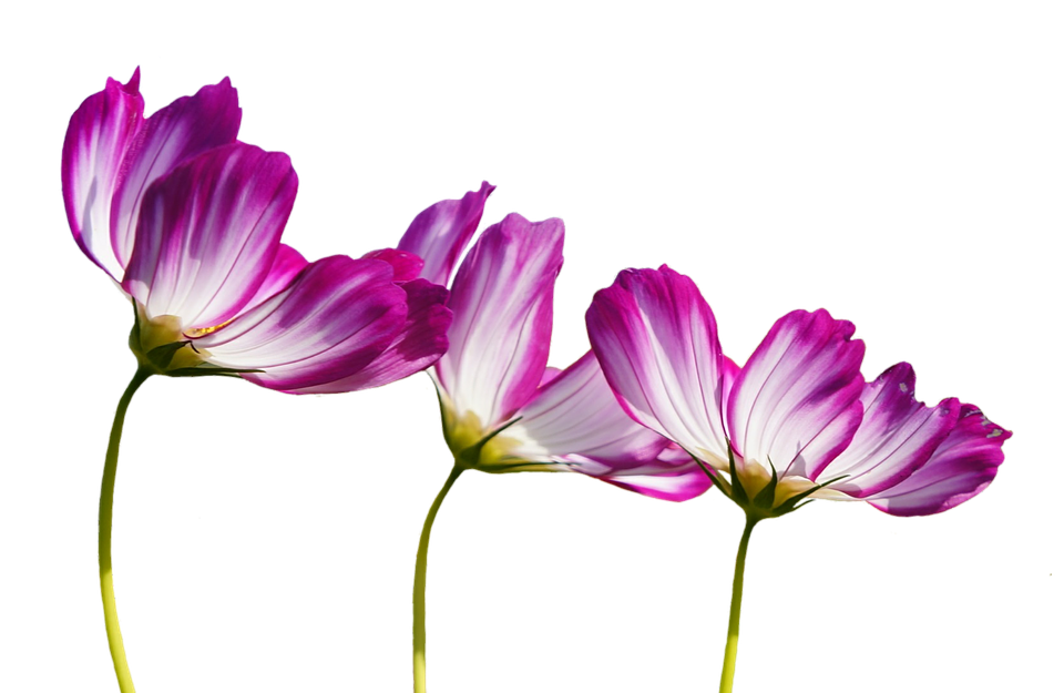 Elegant Purple Cosmos Flowers PNG image