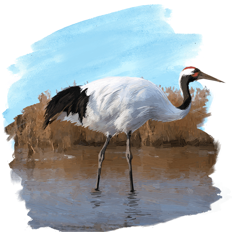 Elegant Red Crowned Crane PNG image