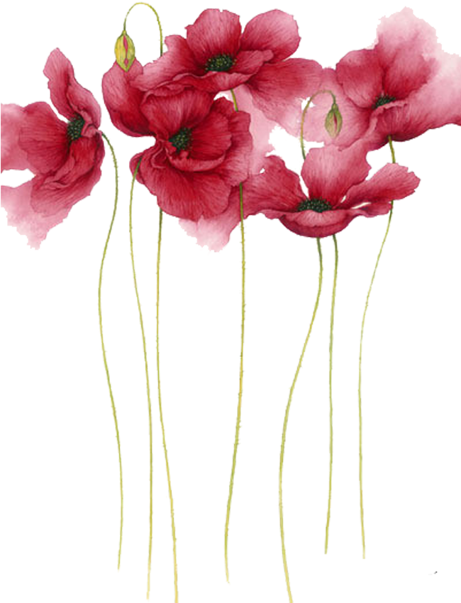 Elegant Red Poppies Artwork PNG image