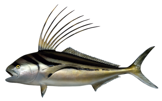 Elegant Roosterfish Swimming PNG image