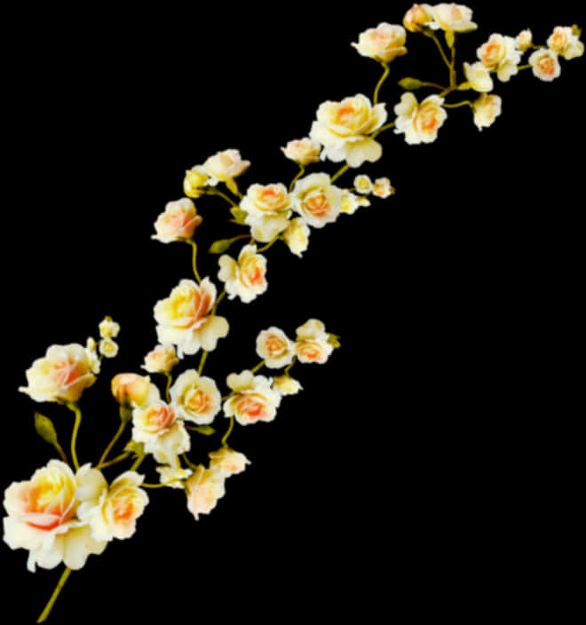 Elegant Rose Archon Black PNG image