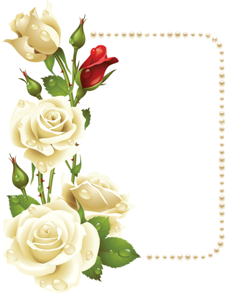 Elegant Rose Frame PNG image