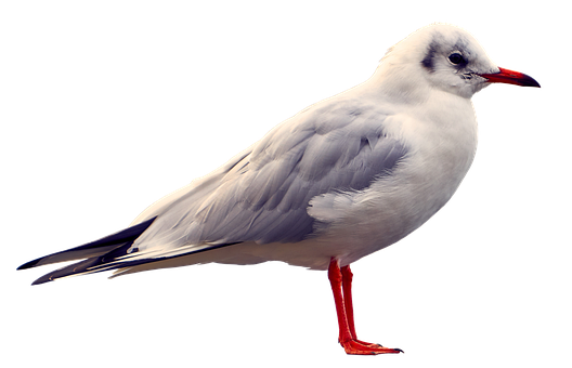 Elegant Seagull Black Background PNG image