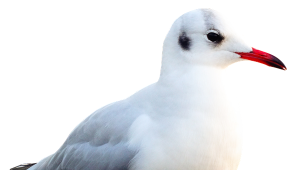 Elegant Seagull Portrait PNG image
