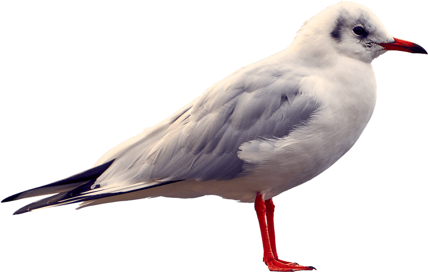 Elegant Seagull Standing PNG image