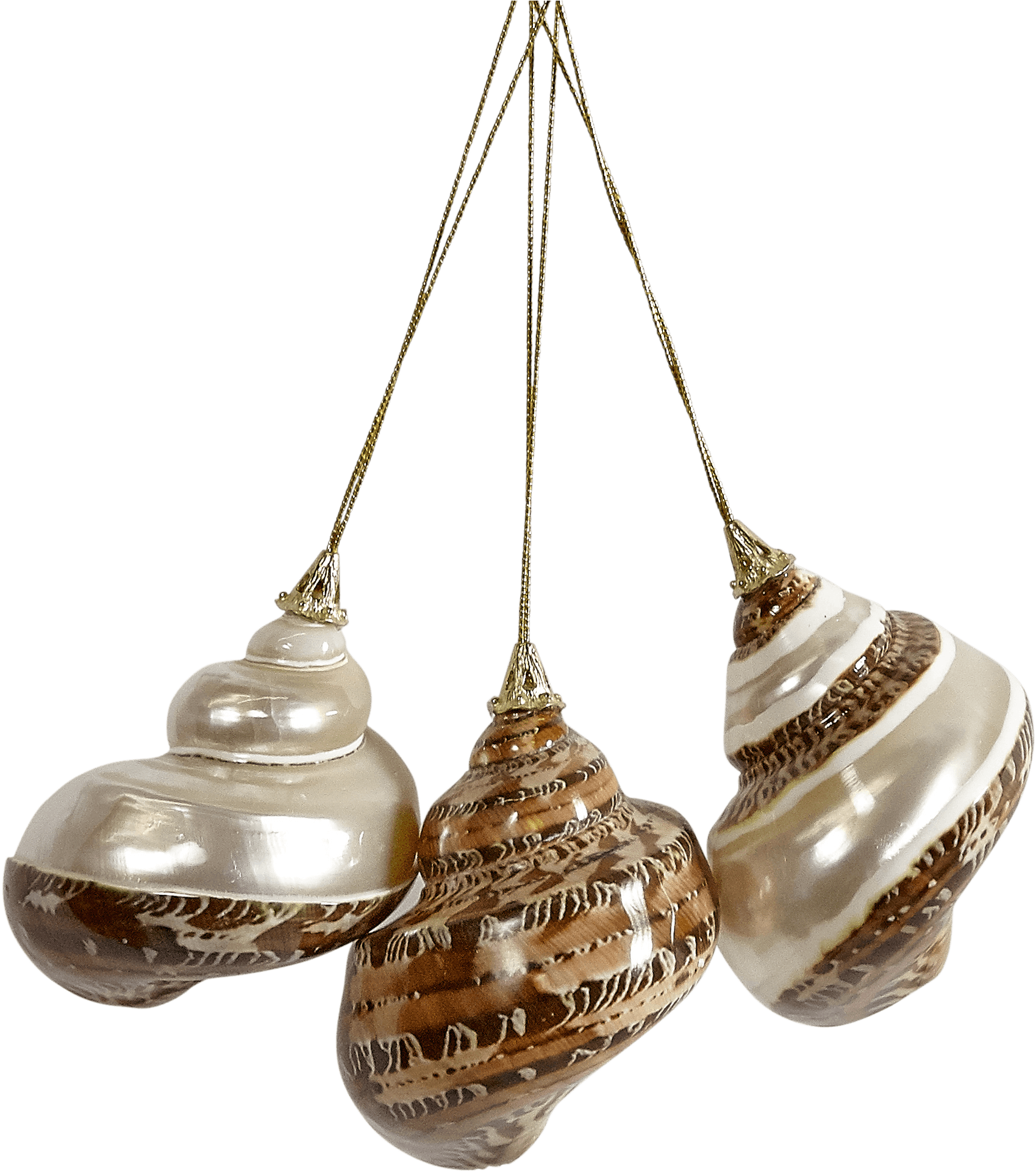 Elegant Shell Ornaments PNG image