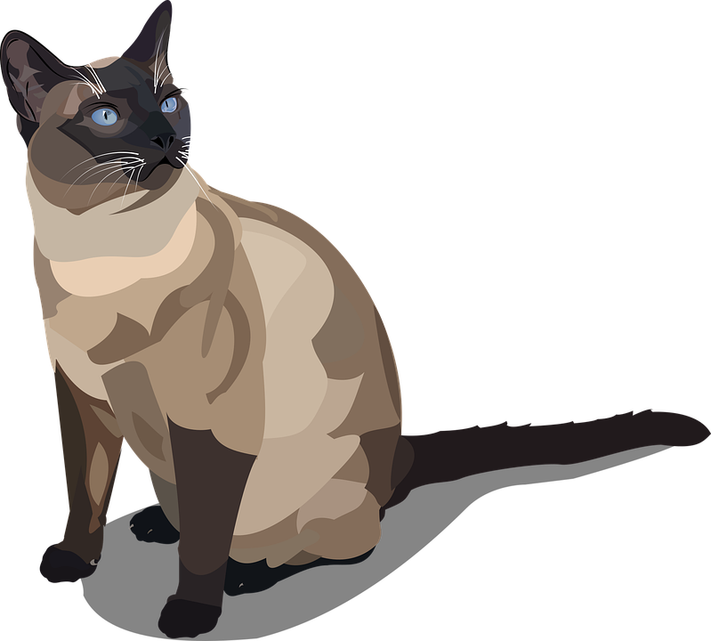 Elegant Siamese Cat Illustration PNG image