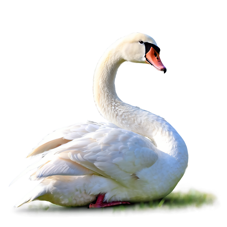 Elegant Swans Png 65 PNG image