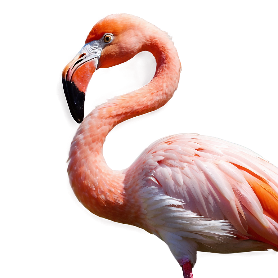 Elegant Tropical Flamingo Png 06272024 PNG image