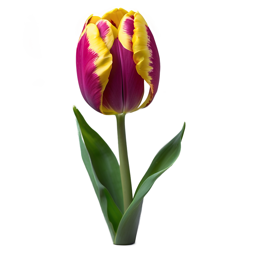 Elegant Tulip Png 65 PNG image