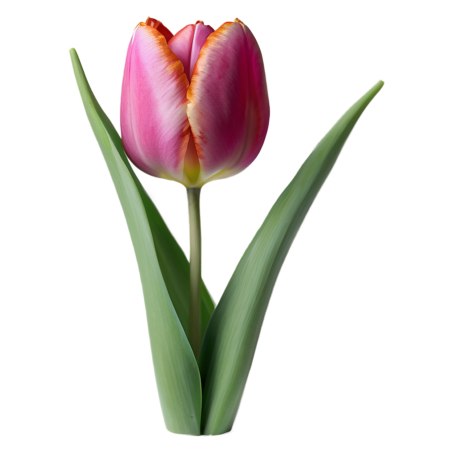 Elegant Tulip Png 87 PNG image