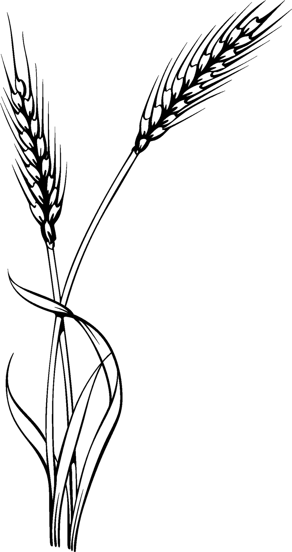 Elegant Wheat Silhouette Vector PNG image