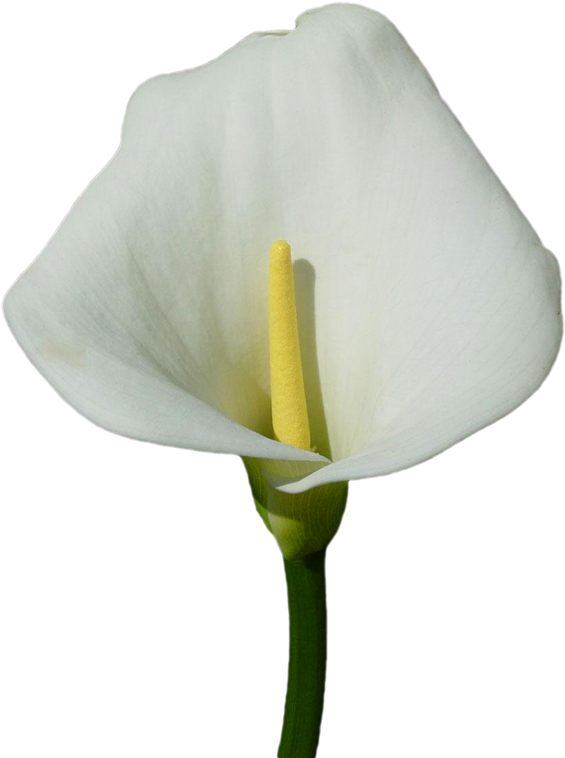 Elegant White Calla Lily PNG image