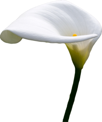 Elegant White Calla Lily PNG image