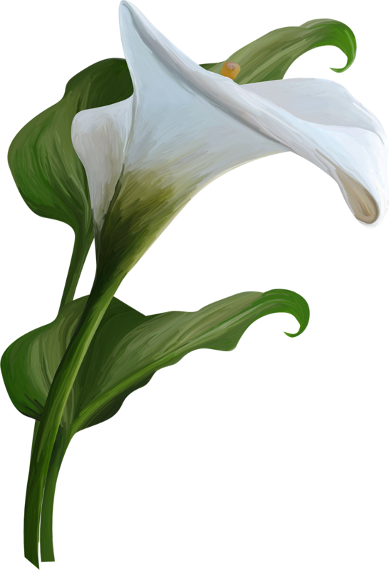 Elegant White Lily Artwork PNG image