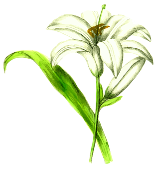Elegant White Lily Illustration PNG image