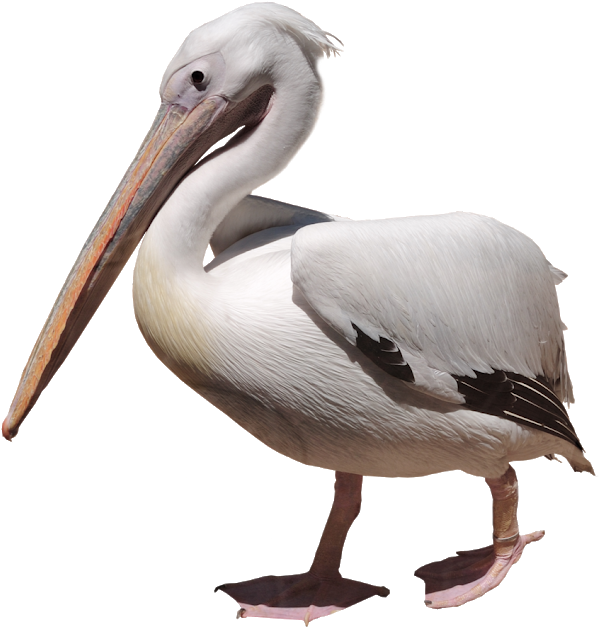 Elegant White Pelican Profile PNG image