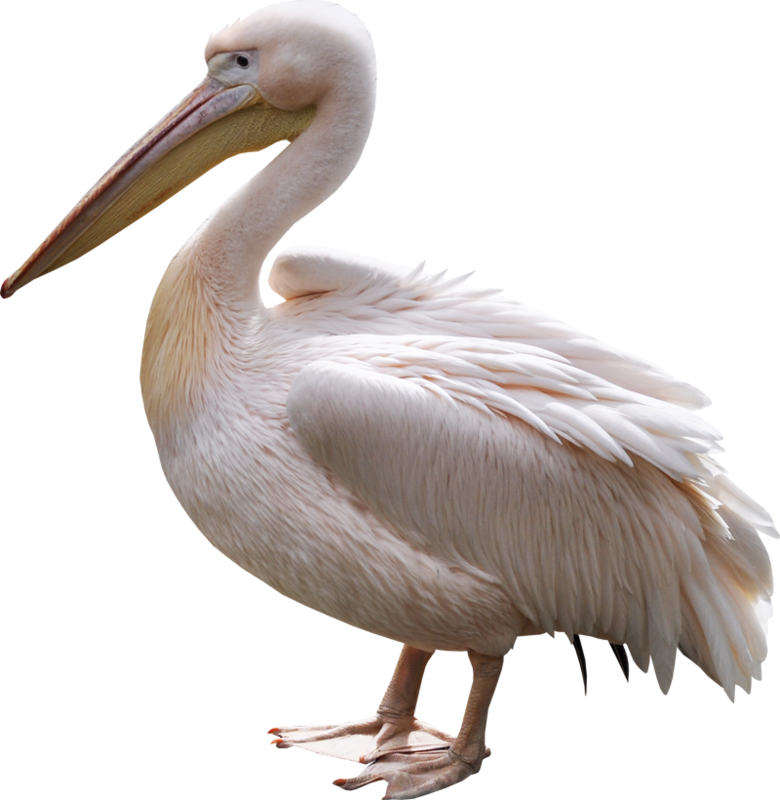 Elegant White Pelican Standing PNG image