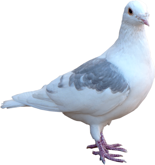 Elegant White Pigeon Profile PNG image