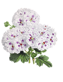 Elegant White Purple Flowered Plant PNG image