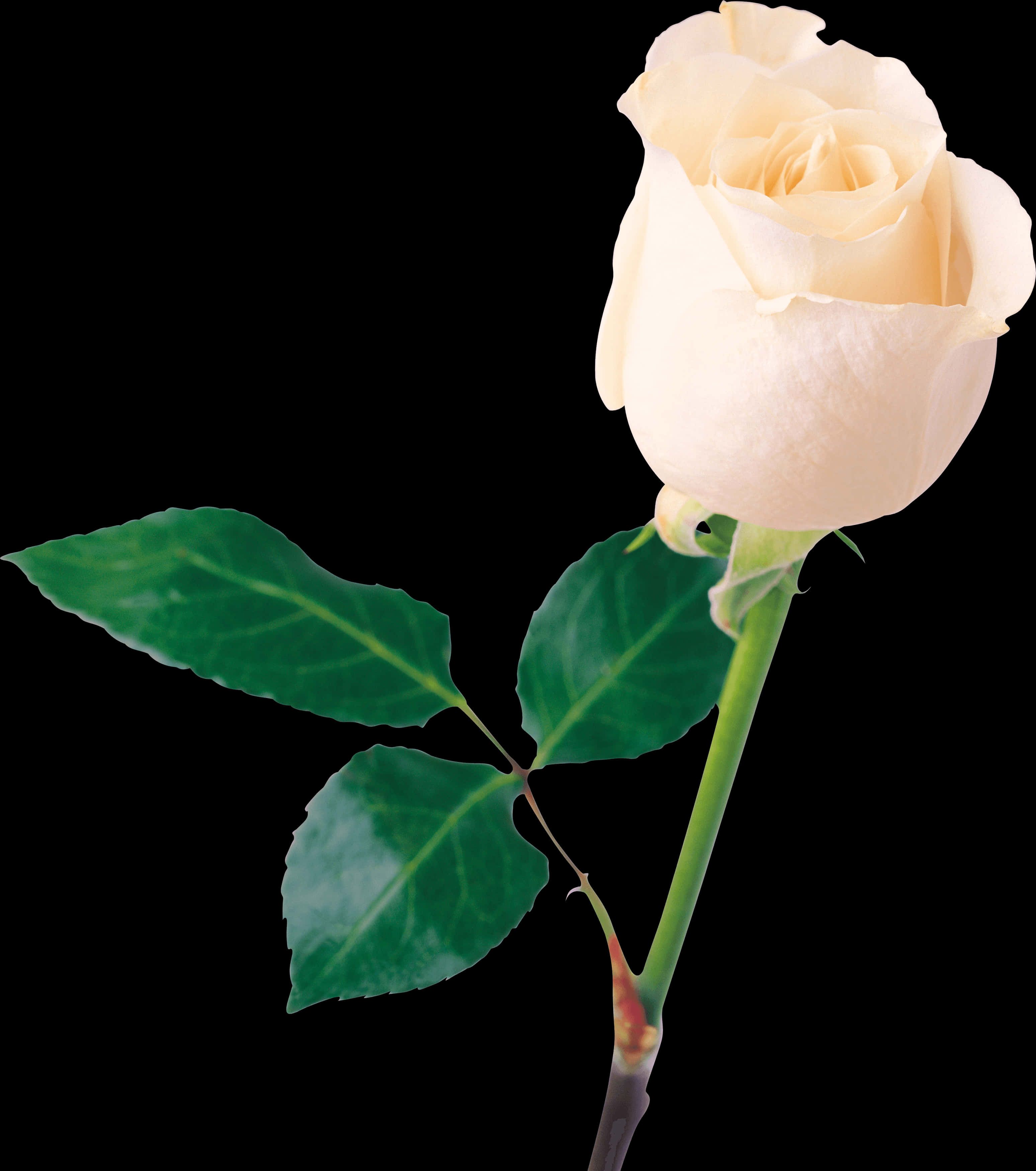 Elegant White Rose Black Background PNG image