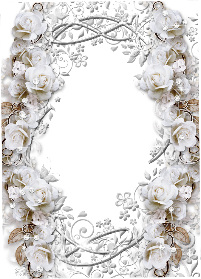 Elegant White Rose Frame PNG image