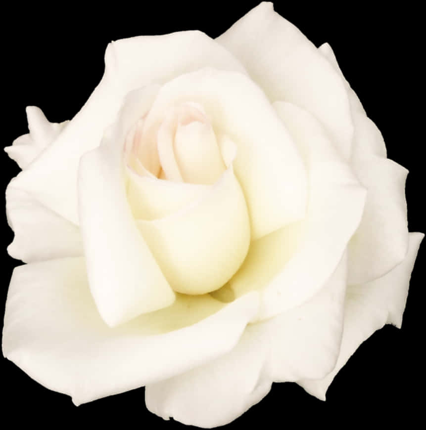 Elegant White Roseon Black Background PNG image