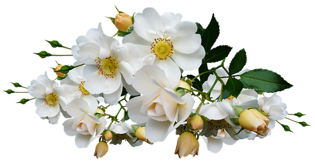 Elegant White Roseson Black Background PNG image