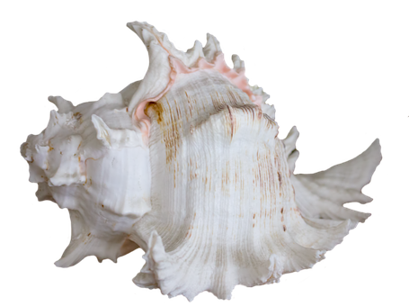 Elegant_ White_ Seashell_on_ Black_ Background.jpg PNG image