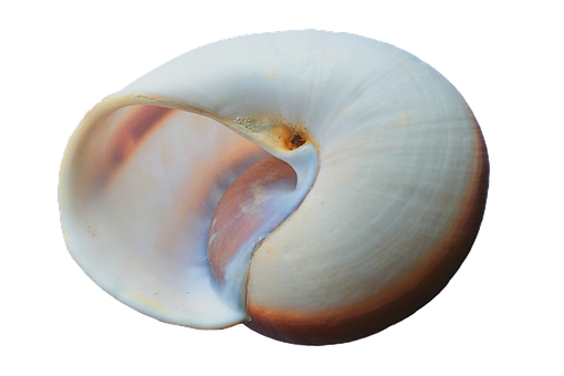 Elegant White Seashell PNG image