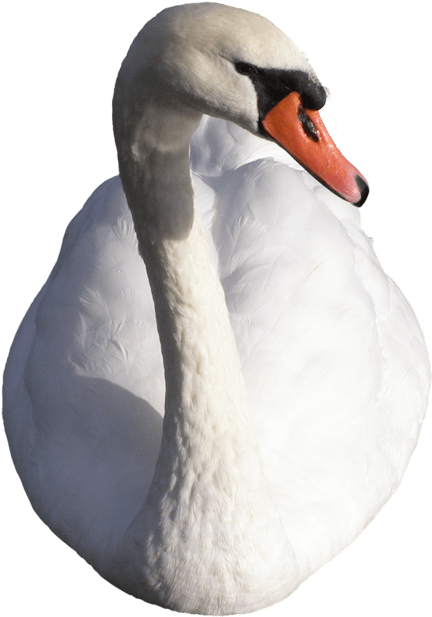 Elegant White Swan Portrait PNG image