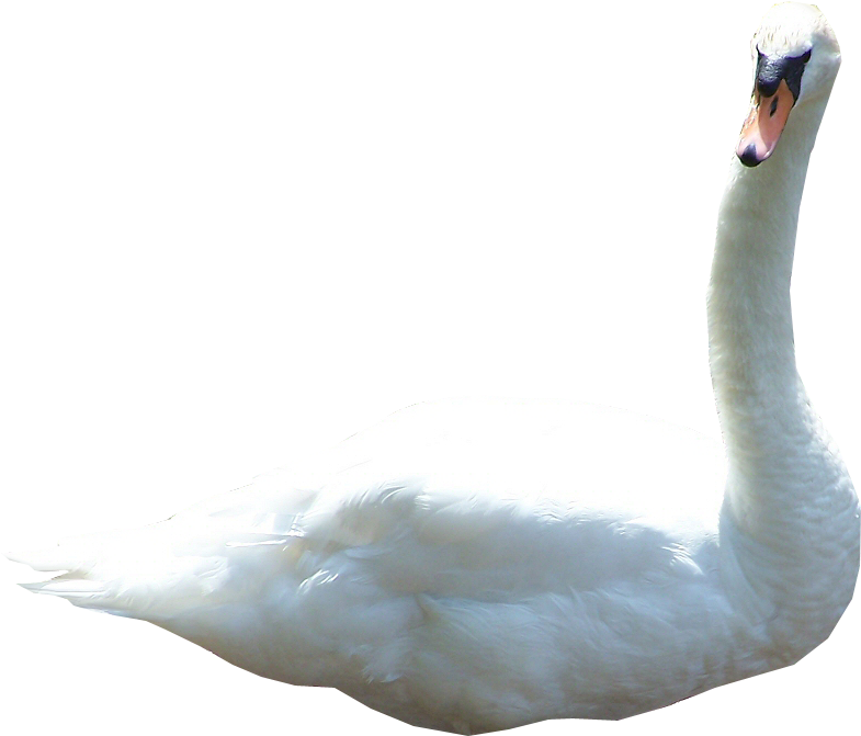 Elegant White Swan Profile PNG image