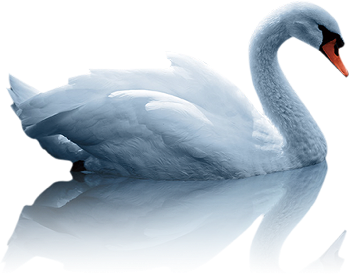 Elegant White Swan Reflection PNG image