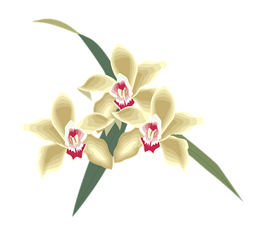 Elegant Yellow Orchids PNG image